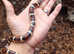 Various Snakes Available