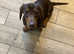 Miniature Dachshund Boy