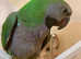 Beautiful young derbayn parrot