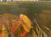Gold Gouramis Pair