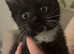 URGENT SALE 10 week old kitten open to offers regarding price