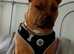 Staffie cross...bull mastiff