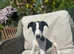 *Ready Now* Stunning Kc Reg Whippet Puppies £900