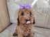 Cockapoo puppies
