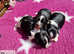 Adorable Kc Havanese Puppies