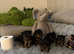 Miniture Yorkshire terrier