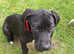 11week old gorges black puppy
