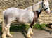 13h Hermits Cob mare 7 yrs old ride and drive