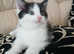 I have 4 lovely  kittens  very quite and clean