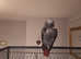 Africain grey parrot looking for forever home