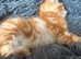 Kittens for sale