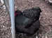 Pair black Orpingtons