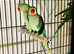 Stunning talking baby alexandrine parrot