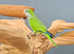 Baby Green Quaker,18