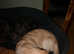 7 month old needs new home