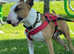 Kc reg red and white English bull terrier