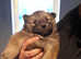 Beautiful chunky chowski puppies