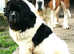 Pedigree  Newfoundland Female puppy ready now