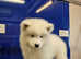 Beautiful Samoyed Puppies 2 females left