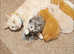 2 females and 1 male British short haired kittens looking for a new home