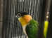 Stunning Baby Black Headed Caique Parrot,29