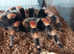 Adult Female Brachypelma Smithi - Mexican Red knee Tarantula