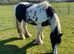 Traditional Cob Mare