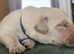 Goldador puppies looking for forever homes