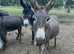 3 beautiful donkey colts for sale