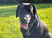 ONLY BLACK GIRL LABRADOR RETRIEVER