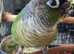 Stunning young conure parrot