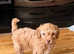 Poodle Pups