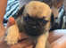 4 male chug puppies