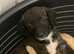 2 Jackapoo puppies ready for there new homes