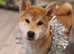 Shiba inu