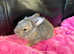 Gorgeous Angora X Giant French lop kits