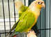 Baby pinapple conure Talking parrot