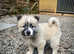 F2 pomsky puppies