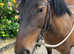 Highland Pony- Yellow Dun