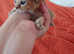 Abyssinian ABY Ruddy color breeds