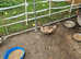For sale 2 appleyard  cross ducks
