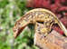 Young male crested geckos