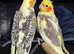 Handreared tame Cockatiels