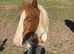 Gambler 14hh Red & White Cob Colt