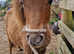 Registered miniature spotted yearling filly