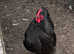 Pair black Orpingtons
