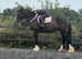 17.3/18h 12Yo Registered Shire Mare