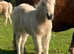 Registered palomino colt