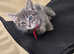 Mainecoon x