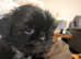 Last  gorgeous little boy. Full shih tzu
